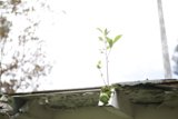 Rooftop Foliage