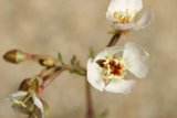 Delicate White Blossom with Red and Yellow Centers