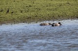 Northern Shoveler Pair Swimming in Wetland Shallows