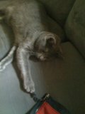 Lazy Cat on a Cozy Couch