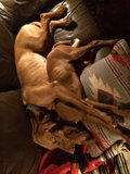A Pup-Pile Masterpiece