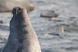 Elephant Seal Pup Looking Skyward at Drakes Beach