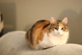 Cozy Companion