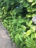 Green Trail