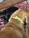 Furry Friends Taking Over