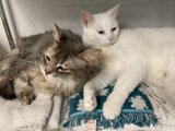 Feline Roommates