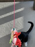 Feline Adventure: A Cat on a Leash