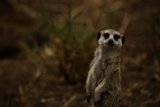 A Meerkat Moment at Oakland Zoo, 2023