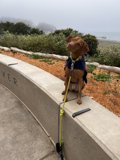 Fashionable Pooch on a Cozy Ledge