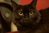 Midnight Stare