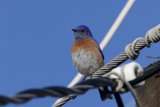 Perched Elegance