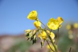 Sunshine in the Desert