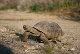 Slow and Steady on the Road