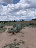 A Desert Walk with the Pooch
