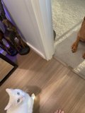 Interspecies Gaze