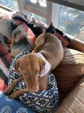 Furry Friends on a Cozy Couch