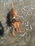 Beach Bum