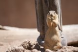 Stand tall, little friend
