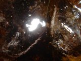 Fizzy Delight