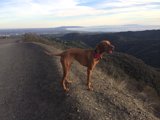 Majestic Vizsla Overlooking Valley