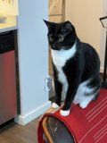 The Regal Feline on the La-Z-Boy