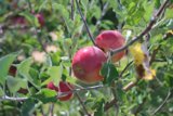 Abundant Harvest