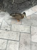 Teal Mallard on a Flagstone Walkway
