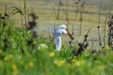 Great Egret Hunting in Yolo Wetlands Marsh