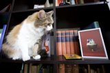The Shelf-Sitting Feline