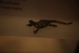Intriguing Lizard Exhibit at the California Academy of Sciences