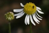 Bee and Daisy Delight