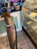 Bakery Buddies