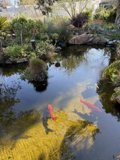 Serenity in the Garden Pond