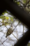 Perched Finch