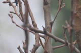 Bare Winter Branches with Water Droplets at Dusk