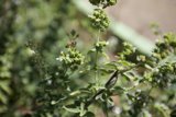 Busy Bee on Green Foliage