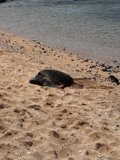 Basking in the Sun: Turtle at Kuʻau Cove