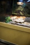Reptilian Realm at Lawrence Hall of Science