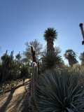 Desert Serenity