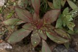 Vibrant Amaranthaceae Foliage