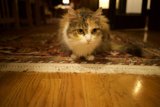 Purrfectly Content