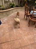 Canine Stroll on a Tile Pathway