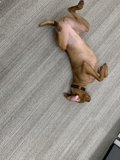 Paws Up for Home Decor