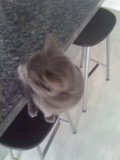 Counter Cat