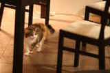 Under the Table Cat Walk