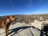 Vizsla's View at Sandia Peak