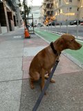 Peaceful Pup on the Busy Sidewalk