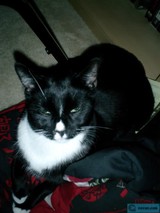Snooze Time with my Black Cat