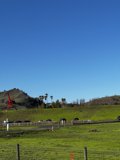 Peaceful Pasture