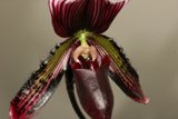 Red and Black Orchid in Detail